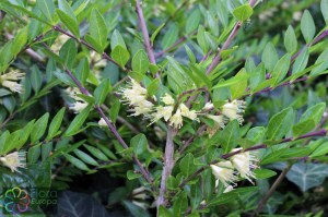 lonicera nitida